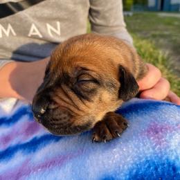 Red collar male - Red male Boerboel puppy in Sedgewickville, Missouri from Heritage Boerboels