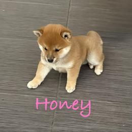 Shiba Inu Puppies from Adrianna Garduno