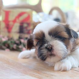 Artemis - Black gold and white male Shih Tzu puppy in Hatfield, Pennsylvania from Chrysanthemum Creek