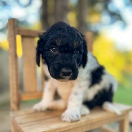 Goldendoodle Puppies from Juniper Ridge Poodles & Goldendoodles