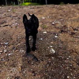 Yellow - Black sable female Belgian Malinois puppy in Billerica, Massachusetts from Battle Road K9
