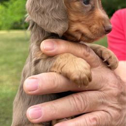 Girl 2 - Chocolate and tan female Dachshund puppy in Choccolocco, Alabama from Ace’s Doxies
