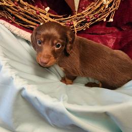 Choc 1 - Chocolate female Dachshund puppy in West Plains, Missouri from Spring Creek Dachshunds