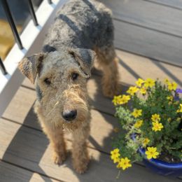 Grace - Welsh Terrier