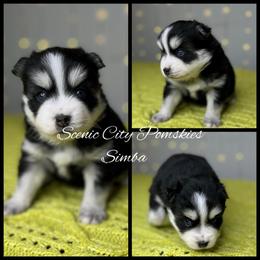 Simba - Black and white male Pomsky puppy in Rossville, Georgia from Scenic City Pomskies
