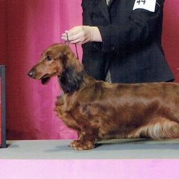 Ave - Dachshund