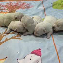 Pearl - White female West Highland White Terrier puppy in Ridgeway, Virginia from Rivers Bend Westies