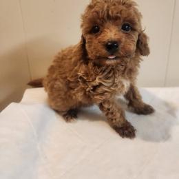 Ruby - Red  female Poodle puppy in Richmond, Missouri from Natalie's Happy Fur Paw's