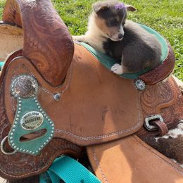 Elvira - Blue female Pembroke Welsh Corgi puppy in Hillsville, Virginia from Bonderosa Kennels