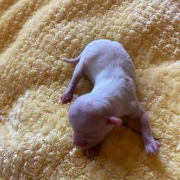 Pearl - Cream female Chihuahua puppy in Red Bluff, California from Aye Chihuahua