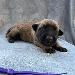 Walnut - Red sable female Belgian Malinois puppy in Sheridan, Arkansas from Dark Sky Kennels