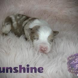 Sunshine - Red merle female Miniature Australian Shepherd puppy in Lubbock, Texas from Baby Storm Kennels