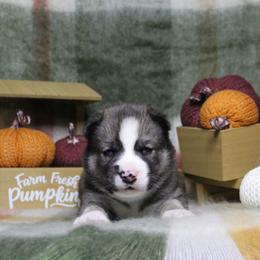 Blue - Black and white male Siberian Husky puppy in York, Pennsylvania from Spalla Pups