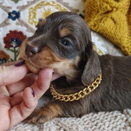 Puppy 1 - Chocolate and cream male Dachshund puppy in Clayton, Indiana from Love Struck Miniature Dachshunds