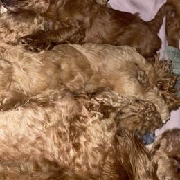 Cavapoos from Shawn's Cavapoos