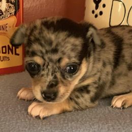 Chihuahuas from My Crzy Chihuahuas