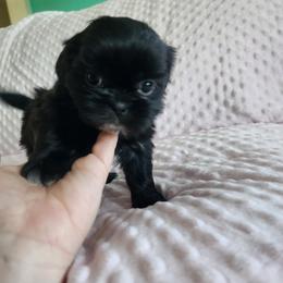 Jasmine - Black and white female Shih Tzu puppy in Sapulpa, Oklahoma from Whitney's Shih Tzus