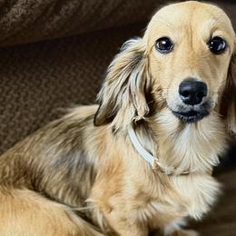 Dachshunds from Weenie Village