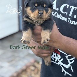 Male 4 - Black and mahogany male Rottweiler puppy in Humble, Texas from Inexorable Haus Early Rotts