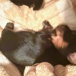 Yorkshire Terriers from Nina Esmaeili