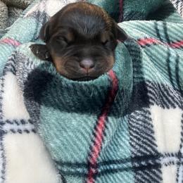 Boy 5 - Black and mahogany male Rottweiler puppy in Buskirk, New York from Misjef Rottweilers
