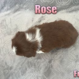 Miniature American Shepherd and Miniature Australian Shepherd Puppies from Regal Miniature American Shepherds | Regal Miniature Australian Shepherds