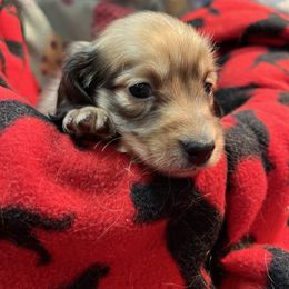 Sweetie - Cream female Dachshund puppy in Hebron, Indiana from MCS Dachshunds