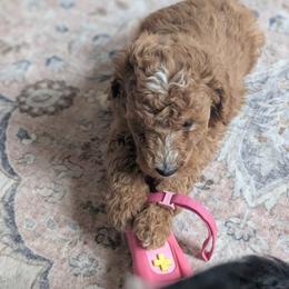 Girl 2 - Red female Bernedoodle puppy in Tom's Brook, Virginia from rising sun duck tollers
