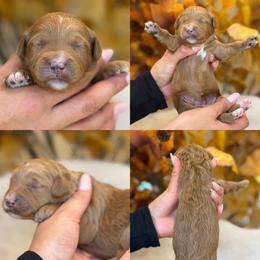 Maple - Red  female Goldendoodle puppy in Yuciapa, California from AlltheDoodlez_