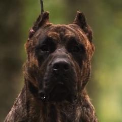 Perro de Presa Canarios from La Fundación K-9