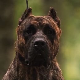 Perro de Presa Canarios from La Fundación K-9