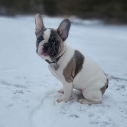 French Bulldog Puppies from Jessicah's Frenchies Howell Michigan