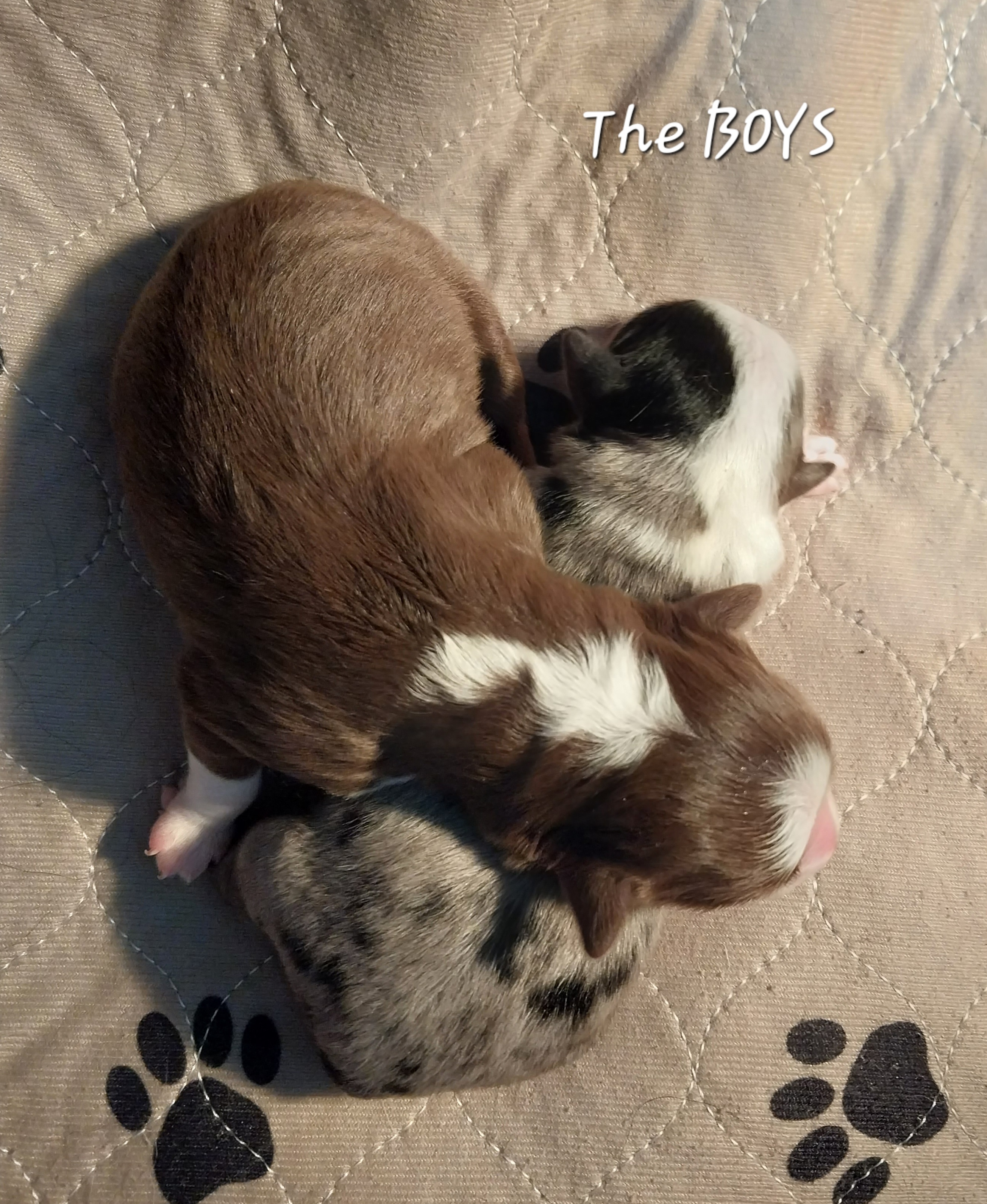 Miniature Australian Shepherd and Toy Australian Shepherd Puppies from Son Shine Farm