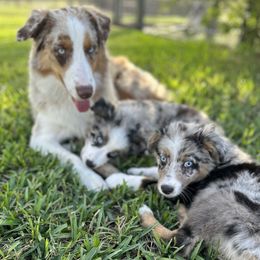 Aussiedoodles, Miniature American Shepherds, and Miniature Australian Shepherds from Biggie Ranch