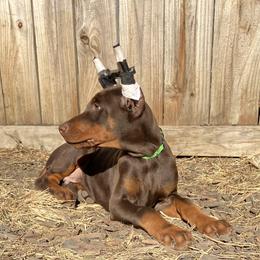 Doberman Pinscher Puppies from Von Schaaf Haus DuPree