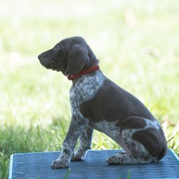 German Shorthaired Pointer and Vizsla Puppies from Nosam Kennels