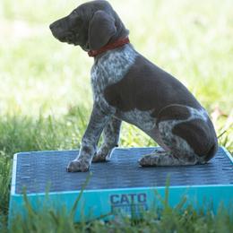 German Shorthaired Pointer and Vizsla Puppies from Nosam Kennels