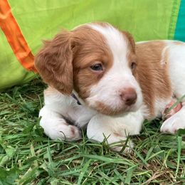 Brittany Puppies from Fox Mtn Brittanys