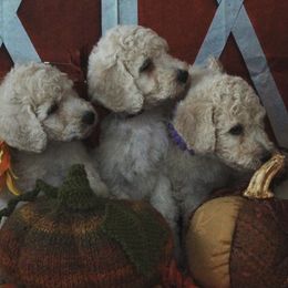 Poodles from Hearts 2 Serve Regal Standard Poodles