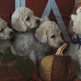 Poodles from Hearts 2 Serve Regal Standard Poodles