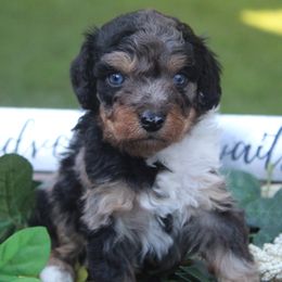 Aussiedoodle Puppies from Old Mills Aussiedoodles