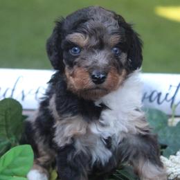 Aussiedoodle Puppies from Old Mills Aussiedoodles