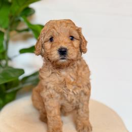 Roux - Red  female Goldendoodle puppy in Jackson, Tennessee from Doodlebug Farms