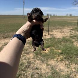Boy 1 - Black and tan male Dachshund puppy in Rising Star, Texas from Boring Weenies