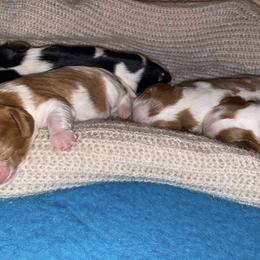 Cavalier King Charles Spaniel Puppies from Snowtrain Cavaliers