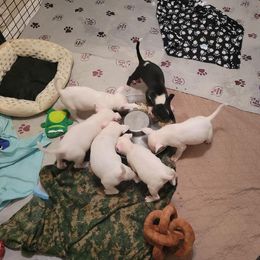 Bull Terrier Puppies from Mary Holsen