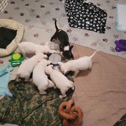 Bull Terrier Puppies from Mary Holsen