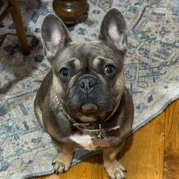 Betty - French Bulldog