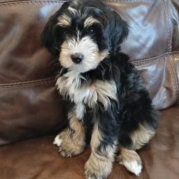 Arwen - Tri-color female Bernedoodle puppy in New Market, Virginia from Frosty & Ginger Co Home of Doodles