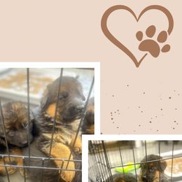 German Shepherd Puppies from MK German Shepherds LLC